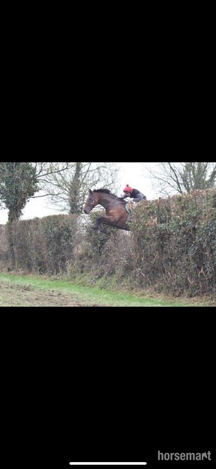 "Cove Hero" Bay Gelding All Rounder