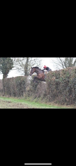 "Cove Hero" Bay Gelding All Rounder