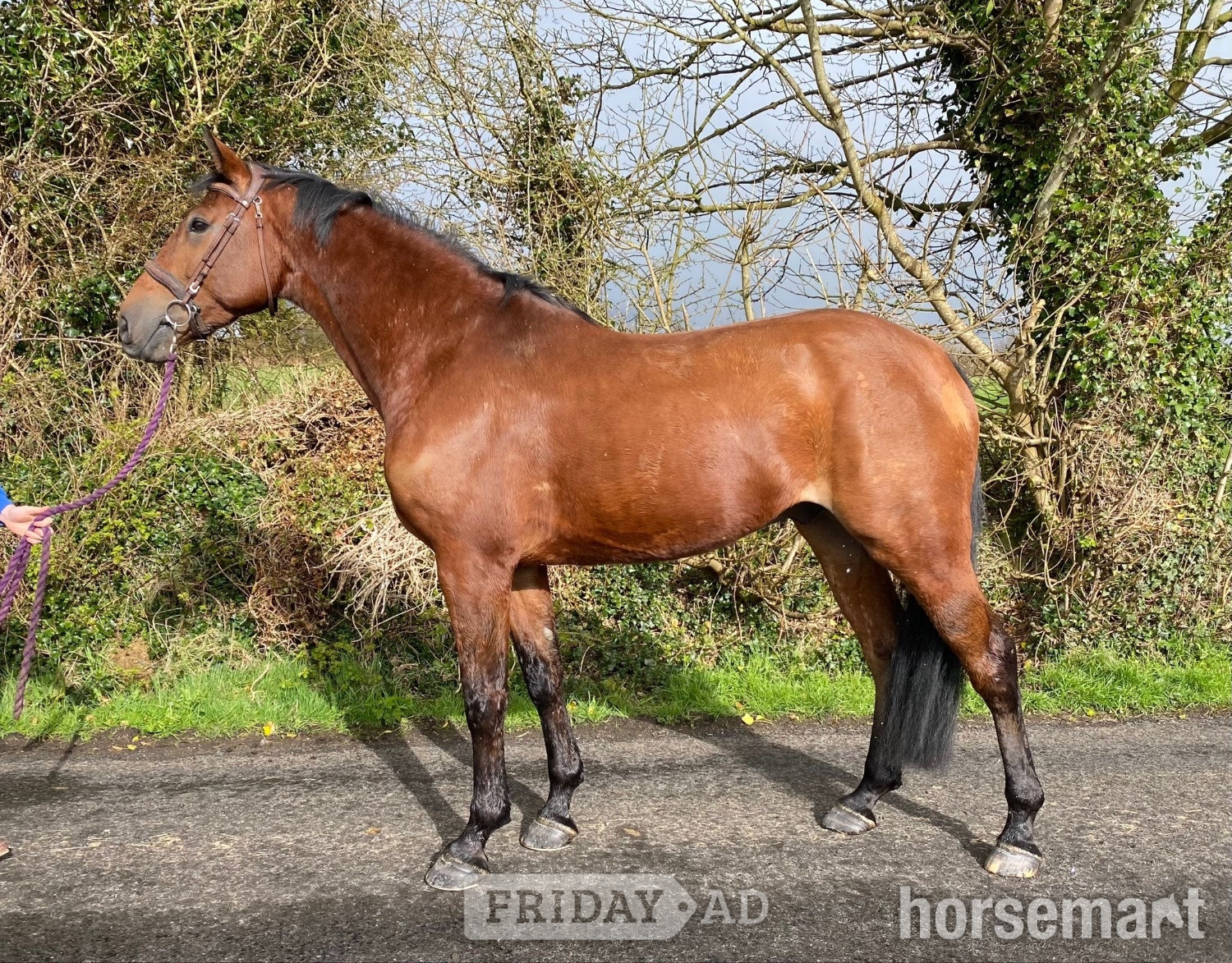 "Cove Hero" Bay Gelding All Rounder