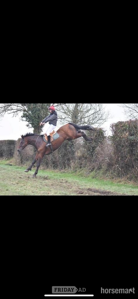 Mayo "Cove Hero" Bay Gelding All Rounder