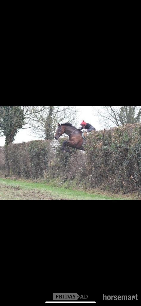 "Cove Hero" Bay Gelding All Rounder in Mayo