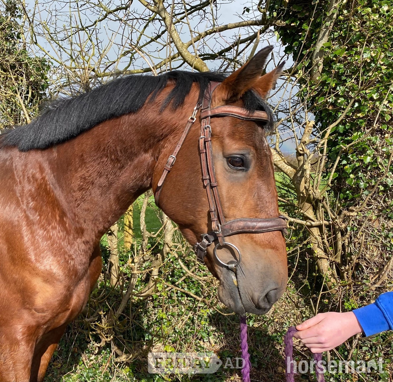 "Cove Hero" Bay Gelding All Rounder - Horses in Mayo