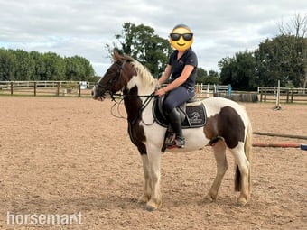 "Wheres gerry" Skewbald Gelding All Rounder