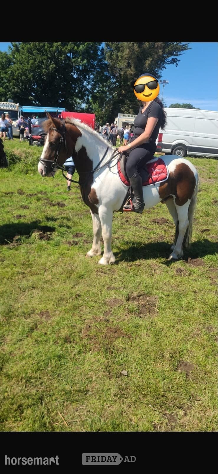 "Wheres gerry" Skewbald Gelding All Rounder