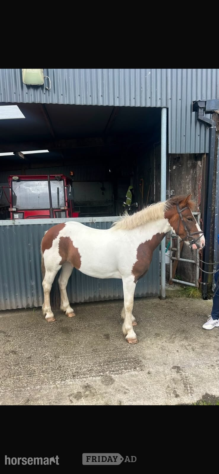 Doonbeg "Wheres gerry" Skewbald Gelding All Rounder