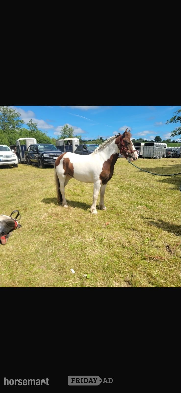 "Wheres gerry" Skewbald Gelding All Rounder - Horses in Doonbeg