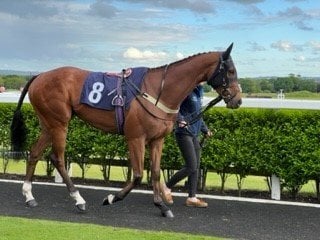 "Clear Angel" Bay Gelding Ex Racehorse