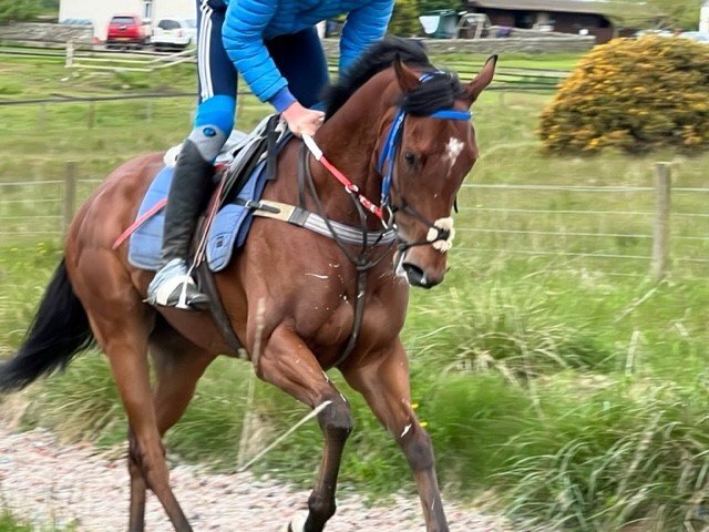"Clear Angel" Bay Gelding Ex Racehorse