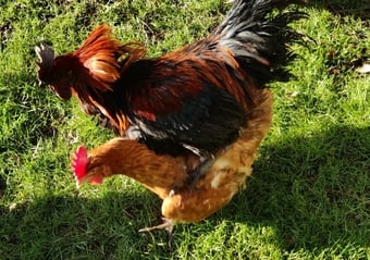 Fertilized chicken eggs for Sale in London