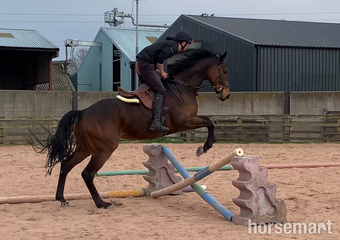 "Kodi"  Gelding Ex Racehorse