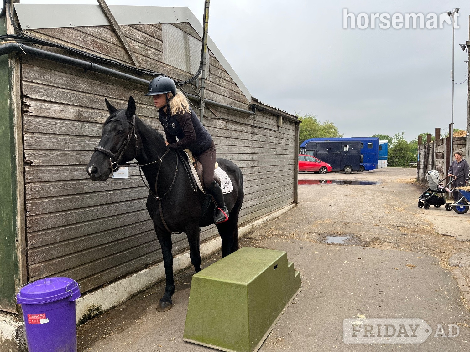 "Echo" Black Mare All Rounder - Horses in Staplehurst