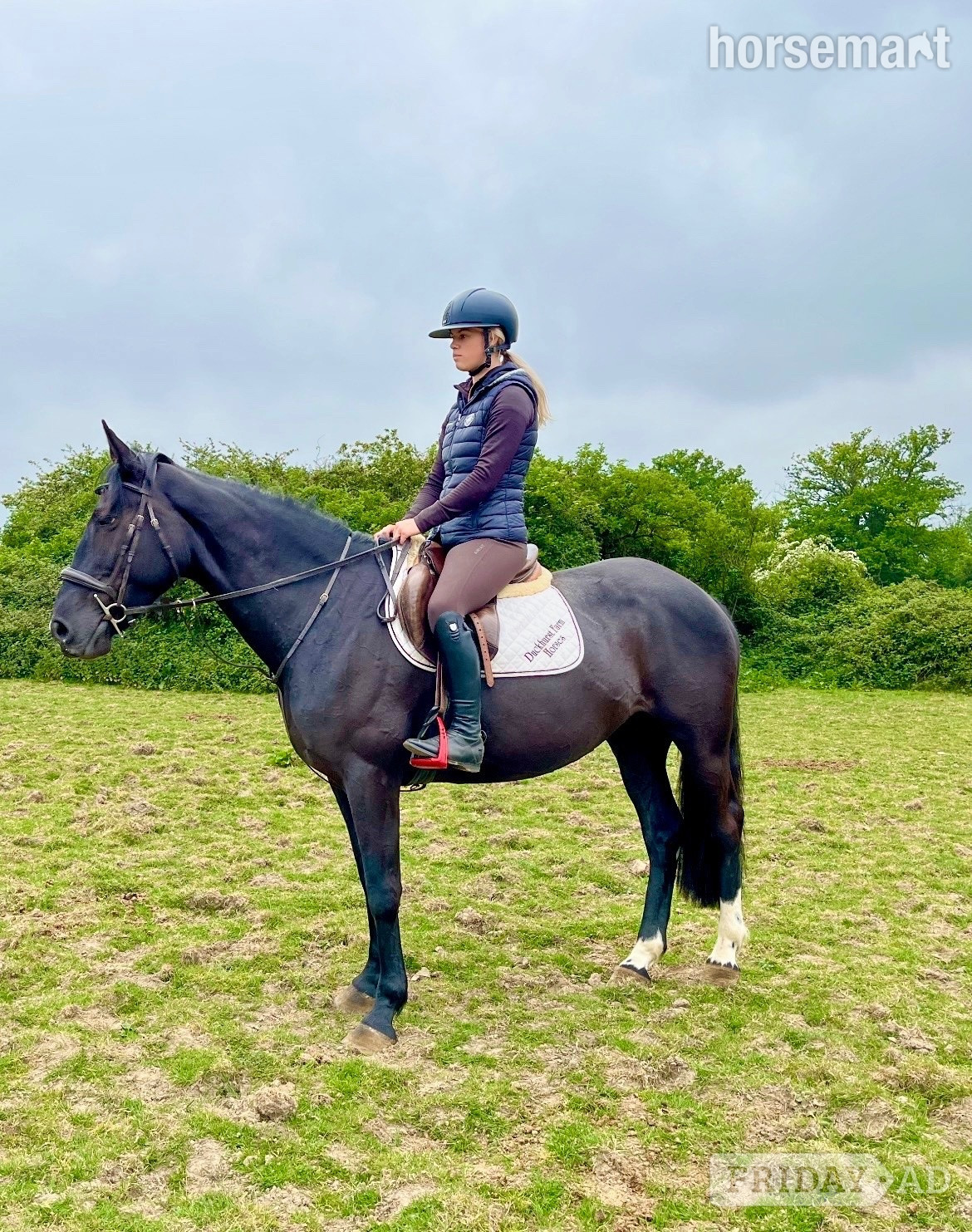 "Echo" Black Mare All Rounder in Staplehurst