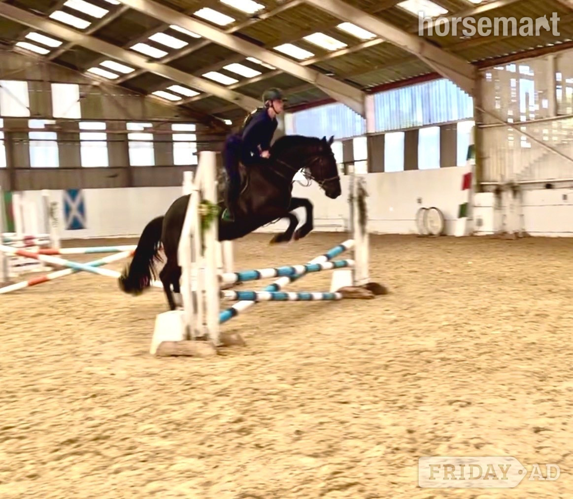 Staplehurst "Echo" Black Mare All Rounder