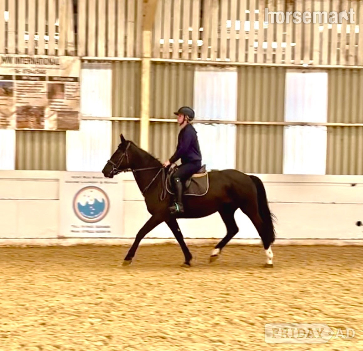 "Echo" Black Mare All Rounder - Horses
