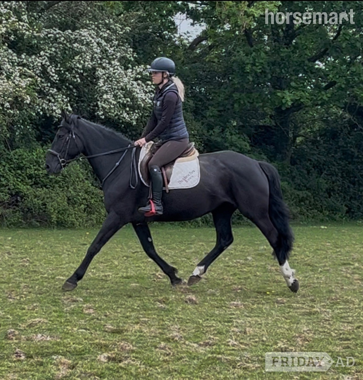 "Echo" Black Mare All Rounder