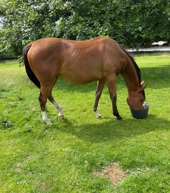 "Unnamed " Bay Filly Youngstock / Foal