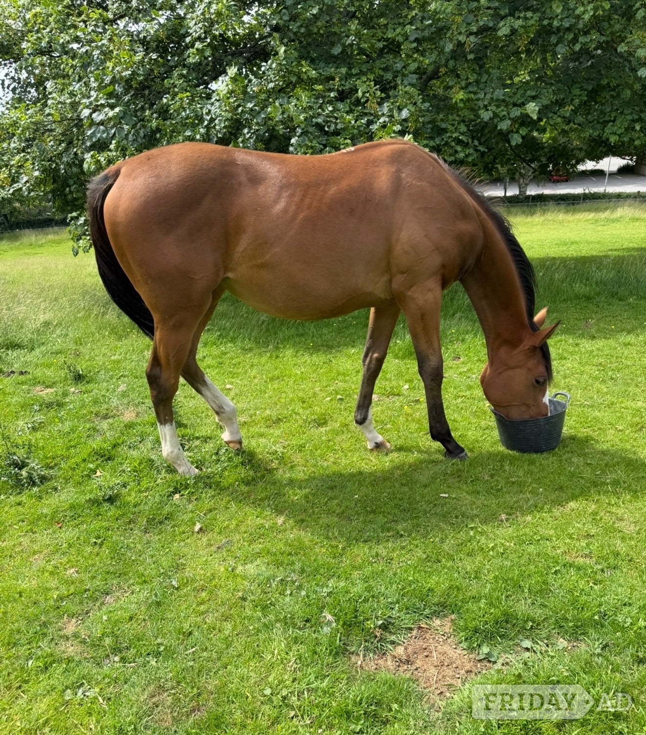 "Unnamed " Bay Filly Youngstock / Foal in Stafford
