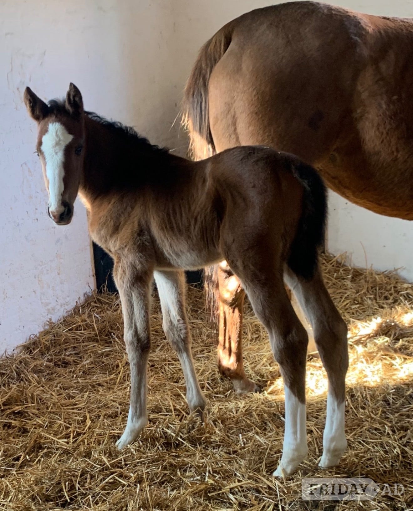 "Unnamed " Bay Filly Youngstock / Foal