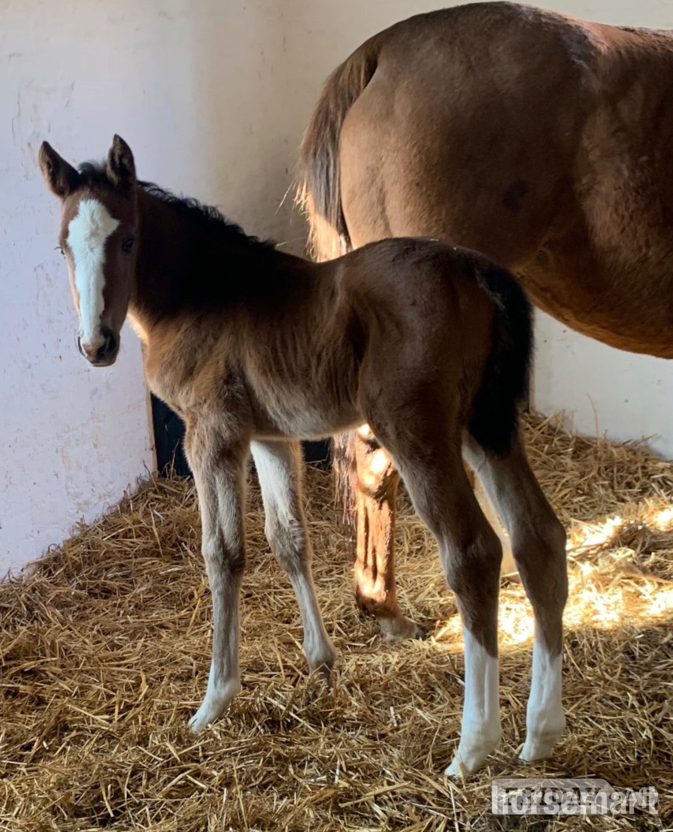 "Unnamed " Bay Filly Youngstock / Foal