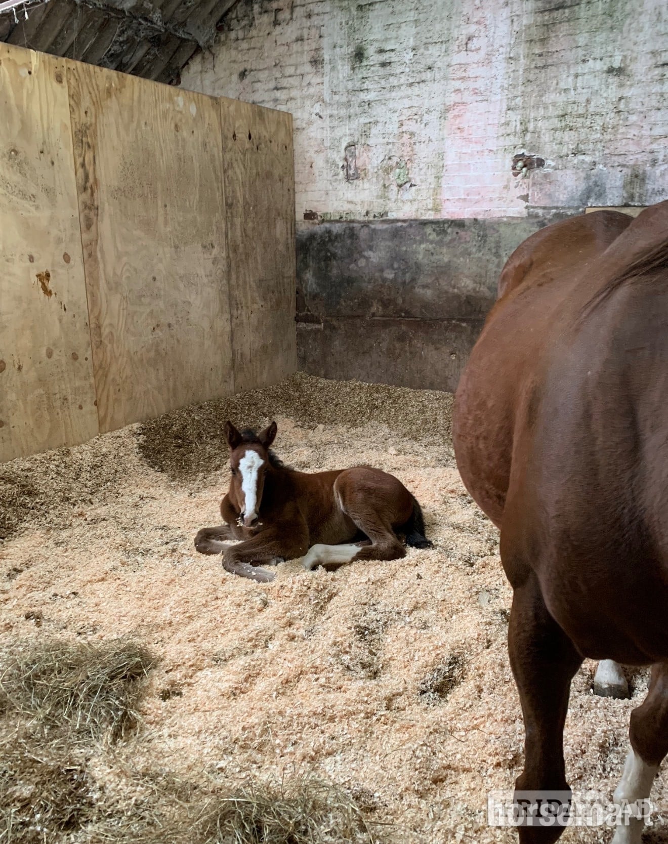 Stafford "Unnamed " Bay Filly Youngstock / Foal