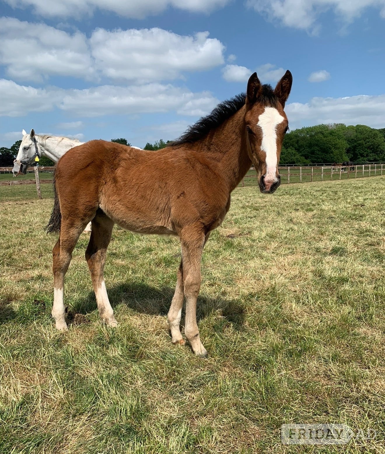 "Unnamed " Bay Filly Youngstock / Foal - Horses in Stafford