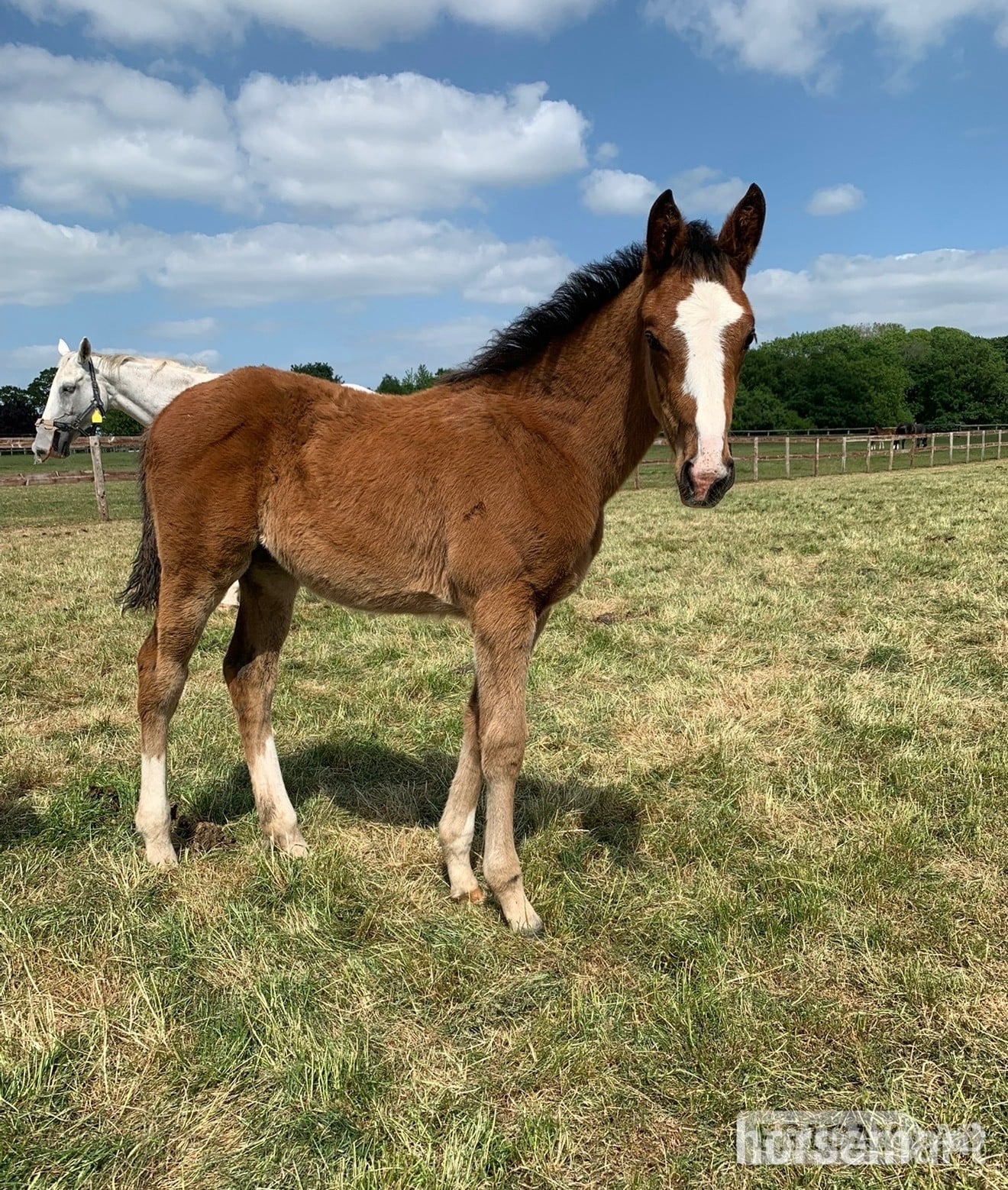 "Unnamed " Bay Filly Youngstock / Foal -  in Stafford