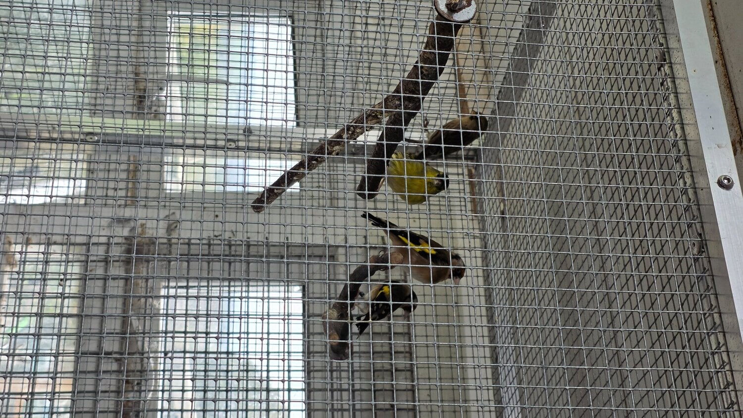 Caerphilly Redpolls, siskins for sale