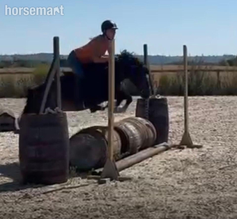 "Laurtom Rampage " Bay Gelding Riding Club Horse