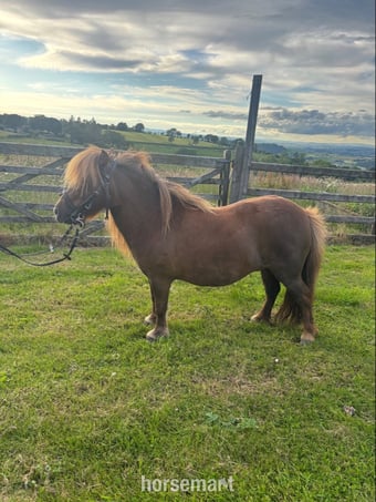 "Longfield Apple Blossom" Chestnut Mare Miniature Horse