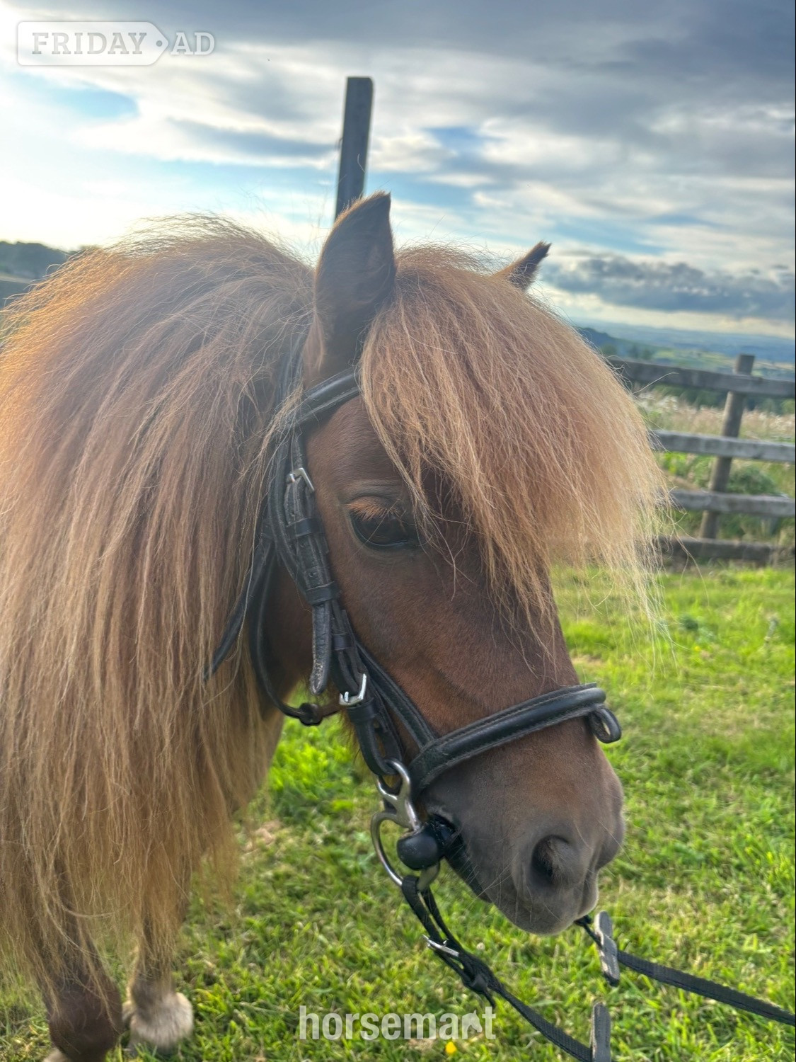 "Longfield Apple Blossom" Chestnut Mare Miniature Horse