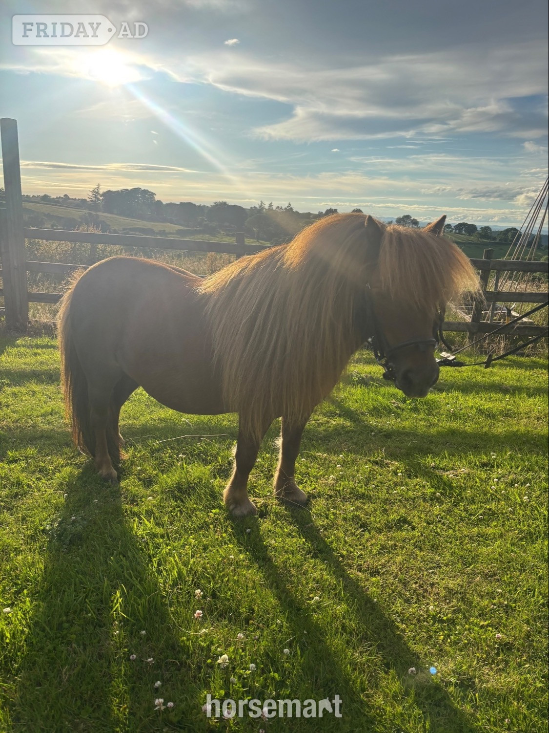 Newtown "Longfield Apple Blossom" Chestnut Mare Miniature Horse