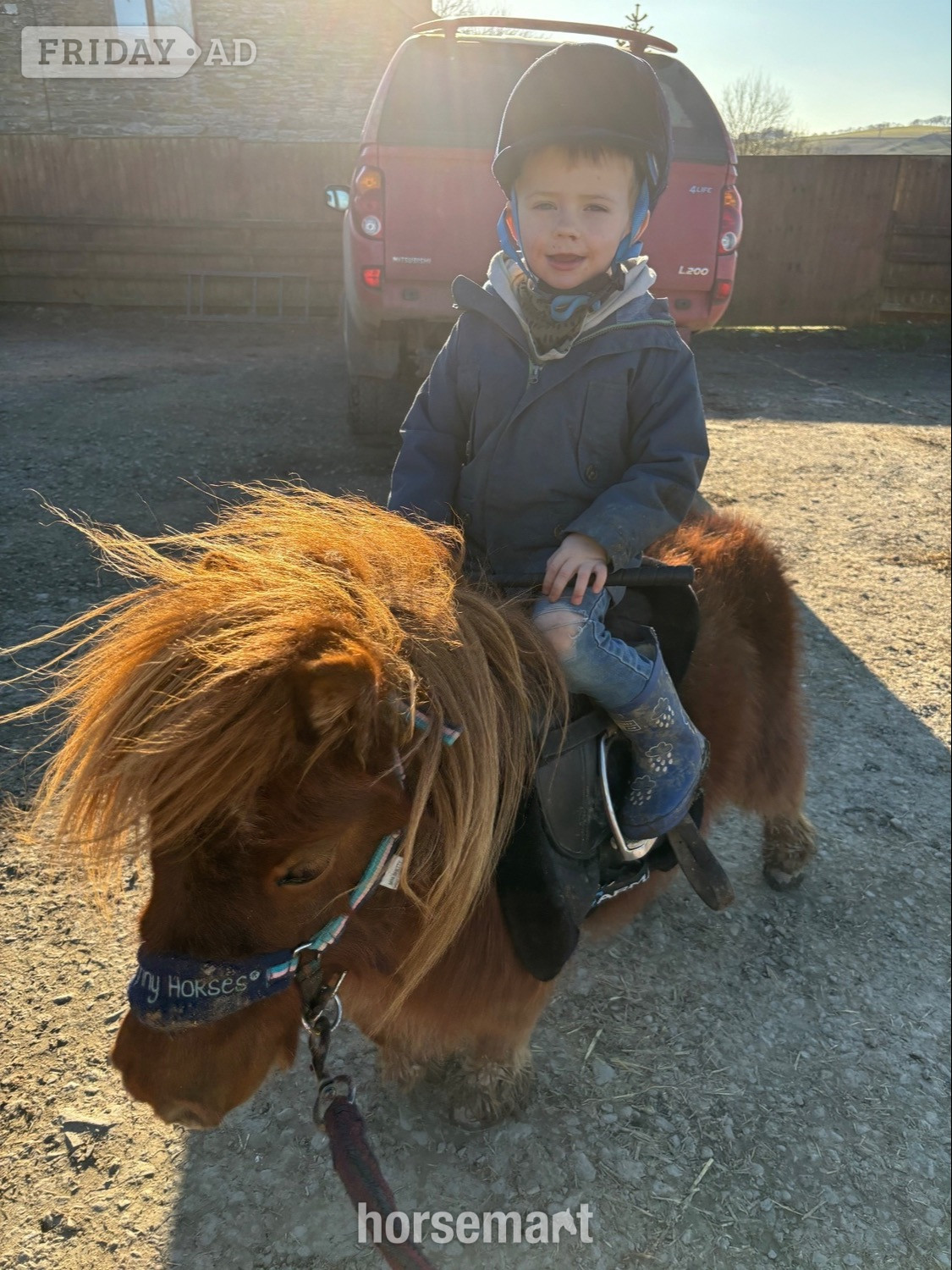 "Longfield Apple Blossom" Chestnut Mare Miniature Horse - Horses