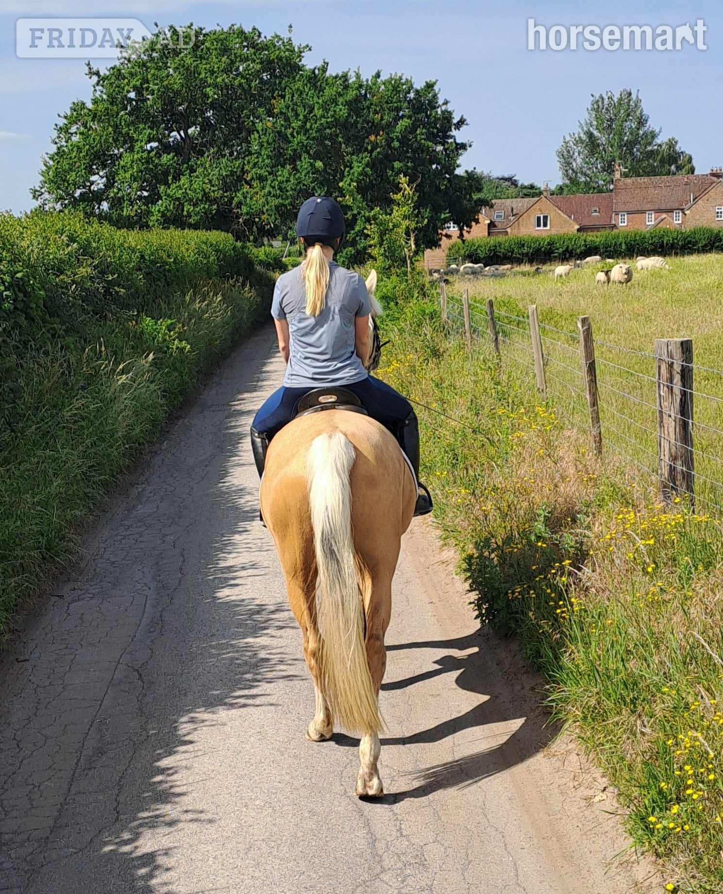 "Daisy" Palomino Mare All Rounder in Devizes