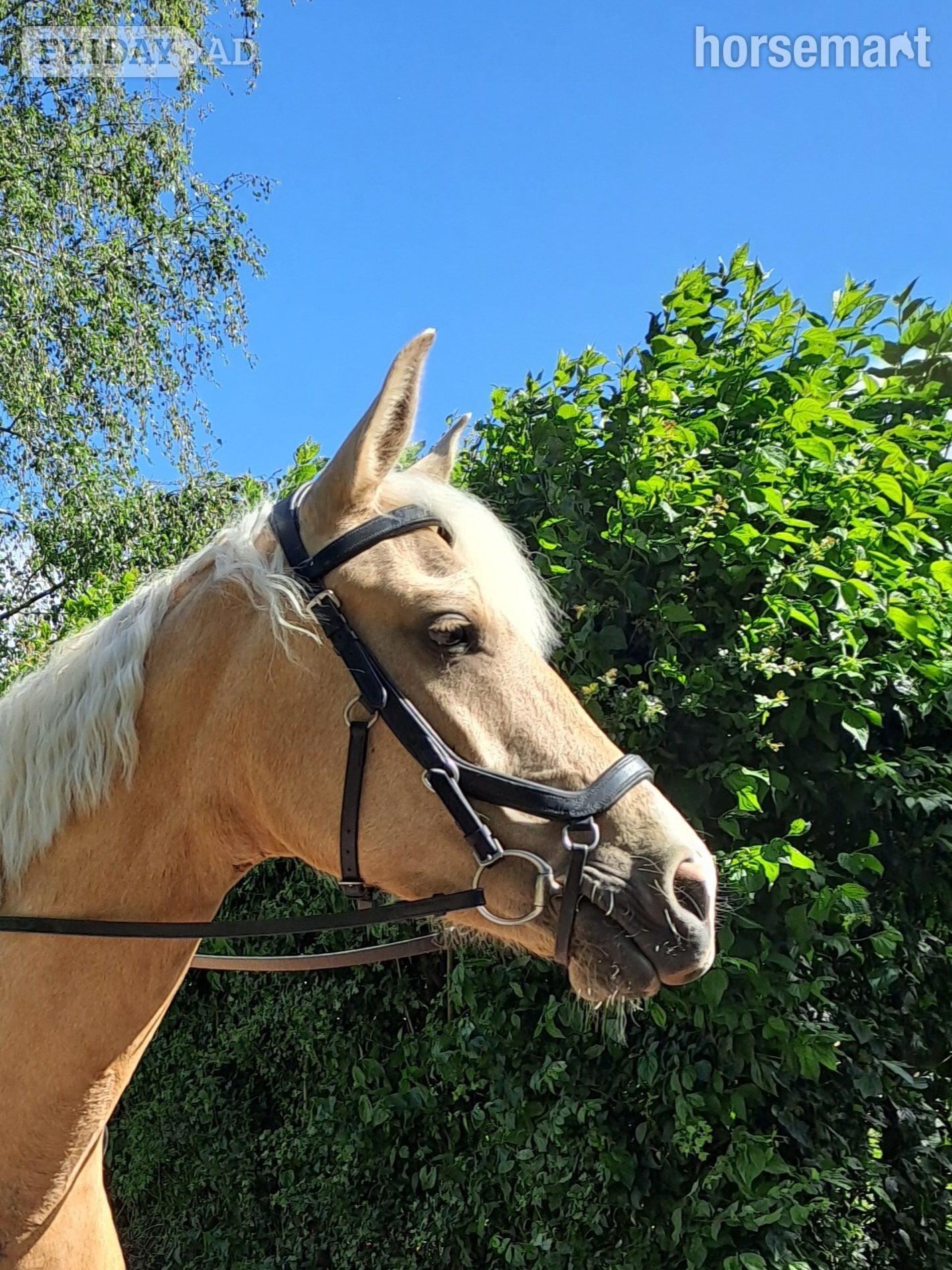 "Daisy" Palomino Mare All Rounder