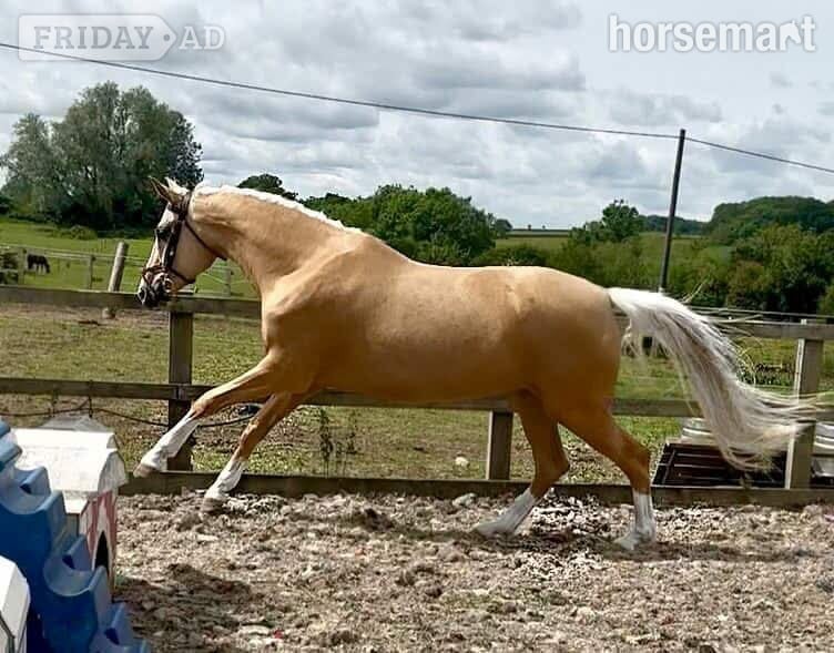 Devizes "Daisy" Palomino Mare All Rounder
