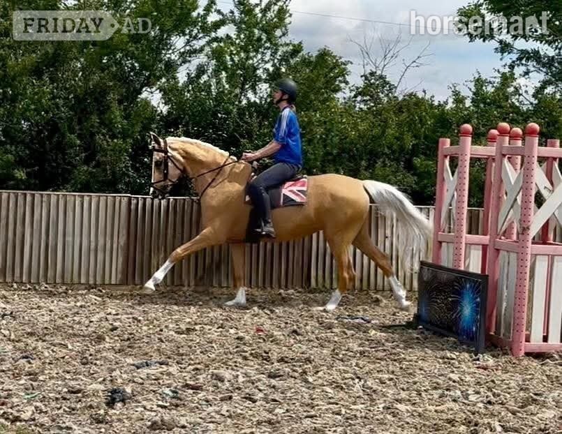 "Daisy" Palomino Mare All Rounder - Horses in Devizes