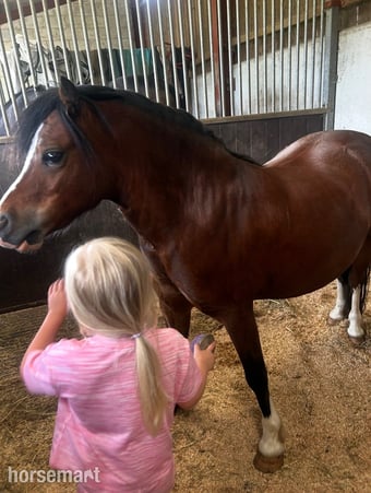 "Sweetheart " Bay Gelding Project Horse