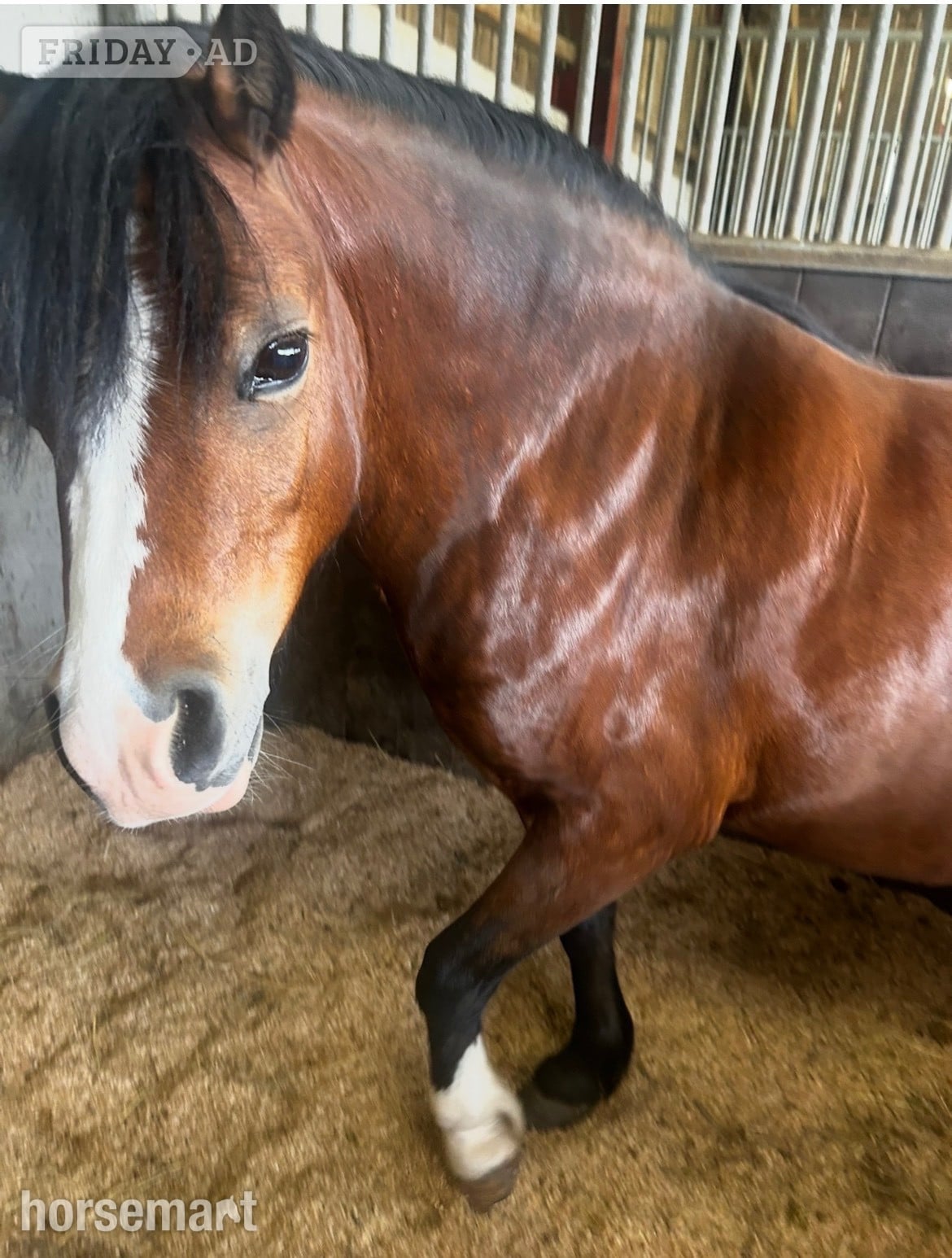"Sweetheart " Bay Gelding Project Horse