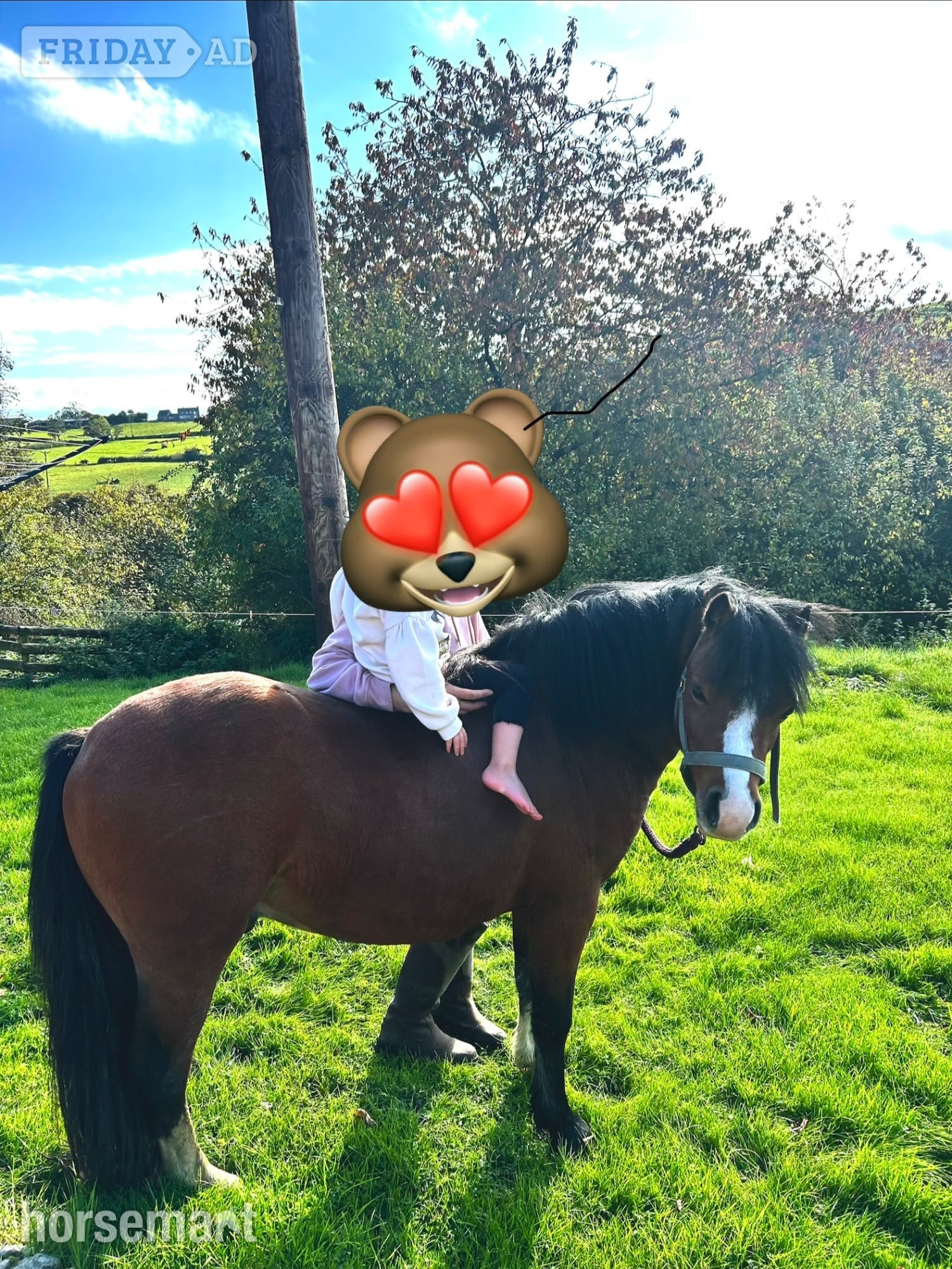 Oswestry "Sweetheart " Bay Gelding Project Horse