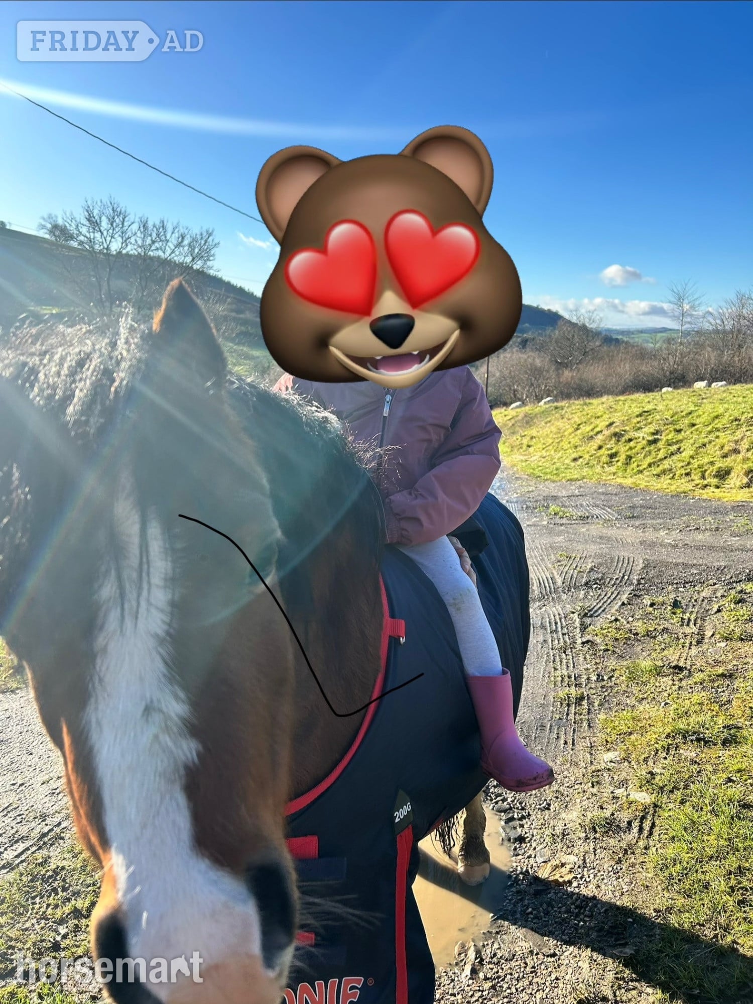 "Sweetheart " Bay Gelding Project Horse - Horses in Oswestry