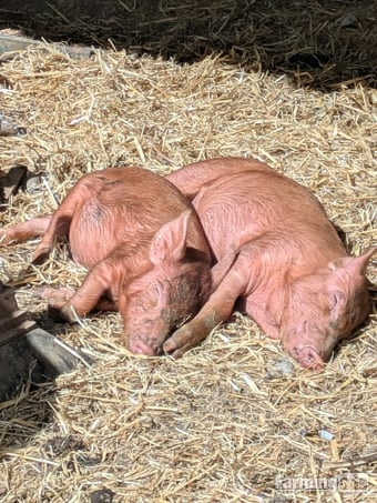 Tamworth growers available 