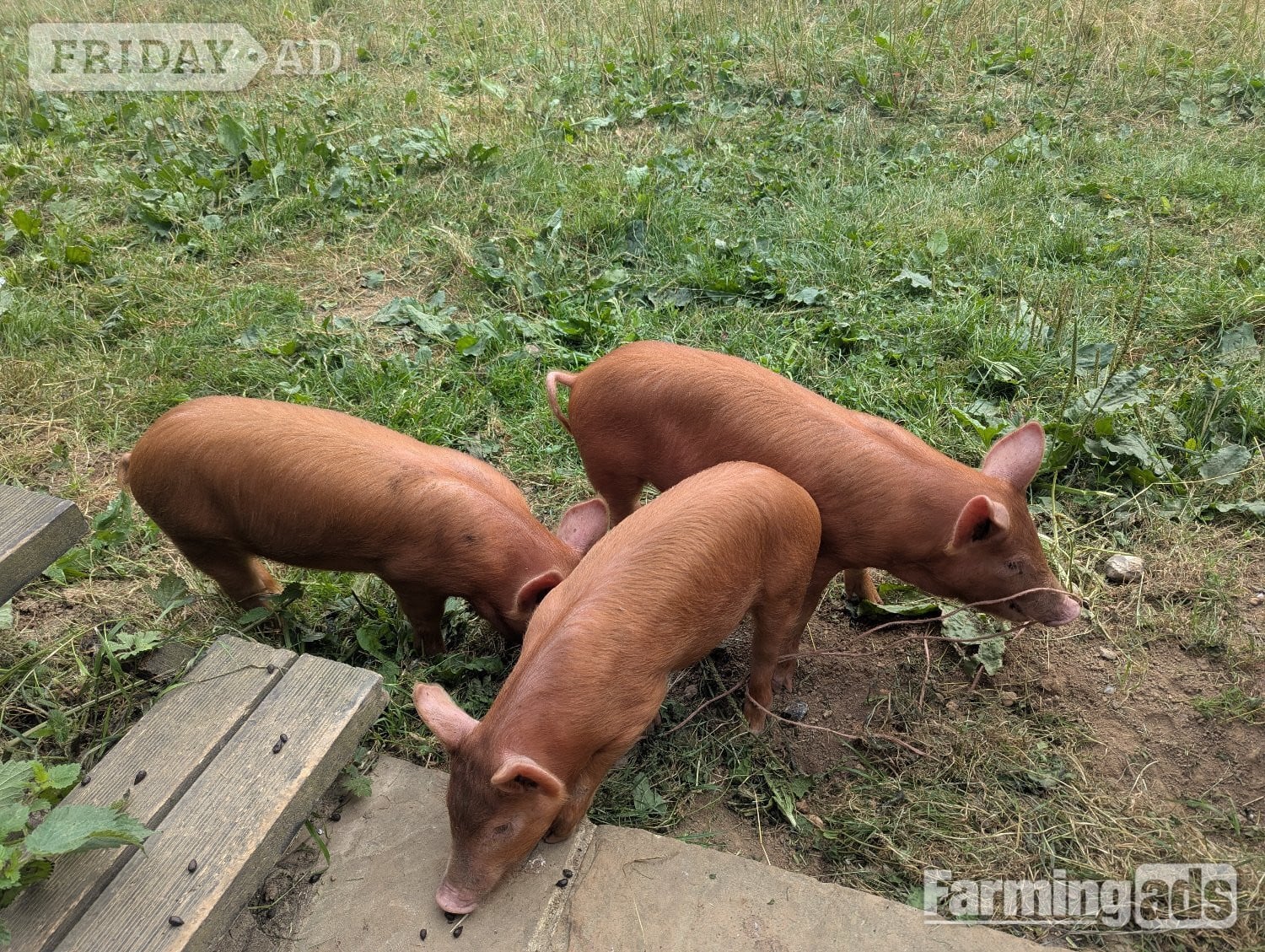 Doddington Tamworth growers available 