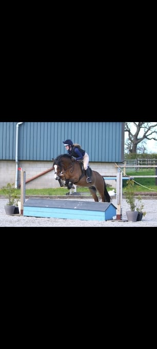 "Bobby" Bay Gelding Showing Horse