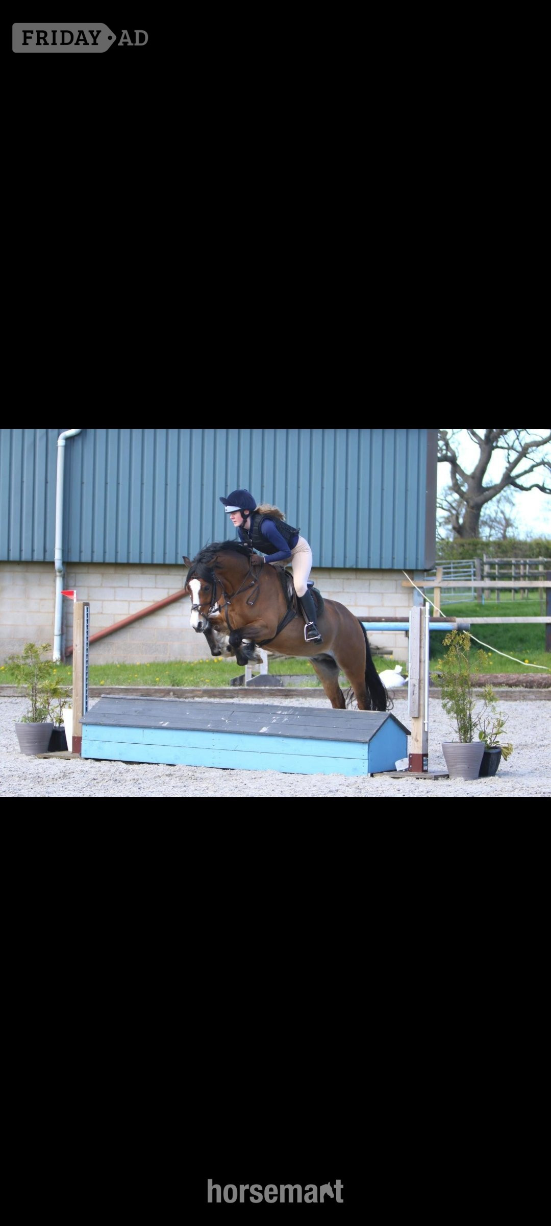 "Bobby" Bay Gelding Showing Horse in Llangefni