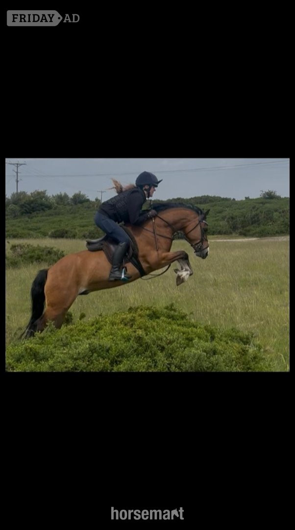 "Bobby" Bay Gelding Showing Horse