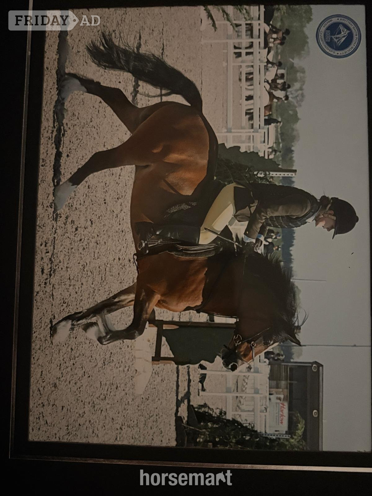 Llangefni "Bobby" Bay Gelding Showing Horse
