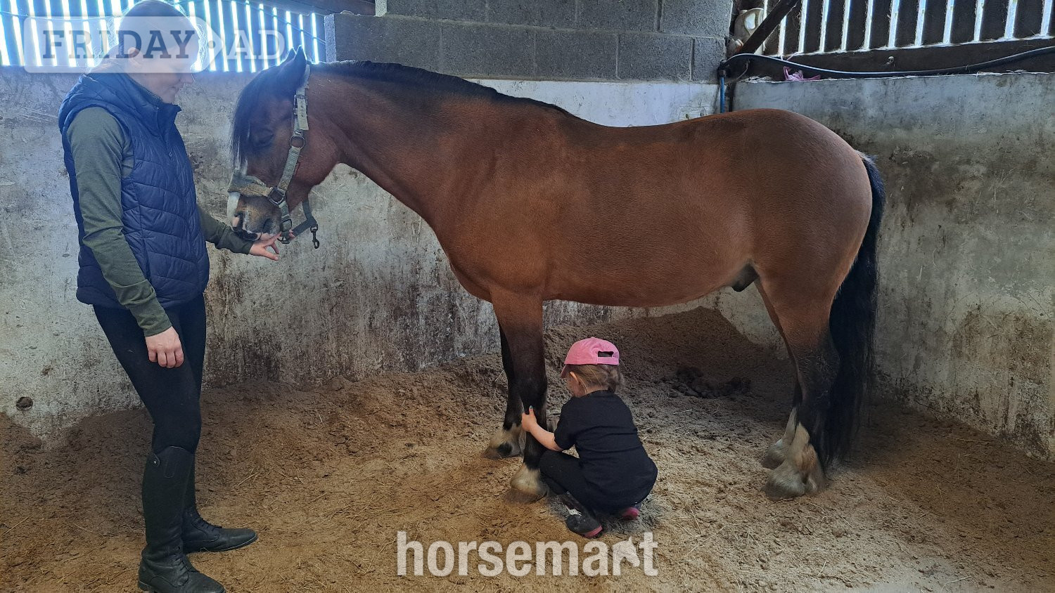 "Bobby" Bay Gelding Showing Horse - Horses in Llangefni