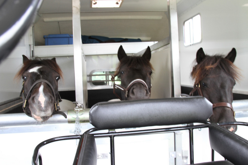 Marlborough Carriage Box  Horsebox - Trailers & Horseboxes