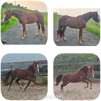 "Calypso" Chestnut Gelding Youngstock / Foal