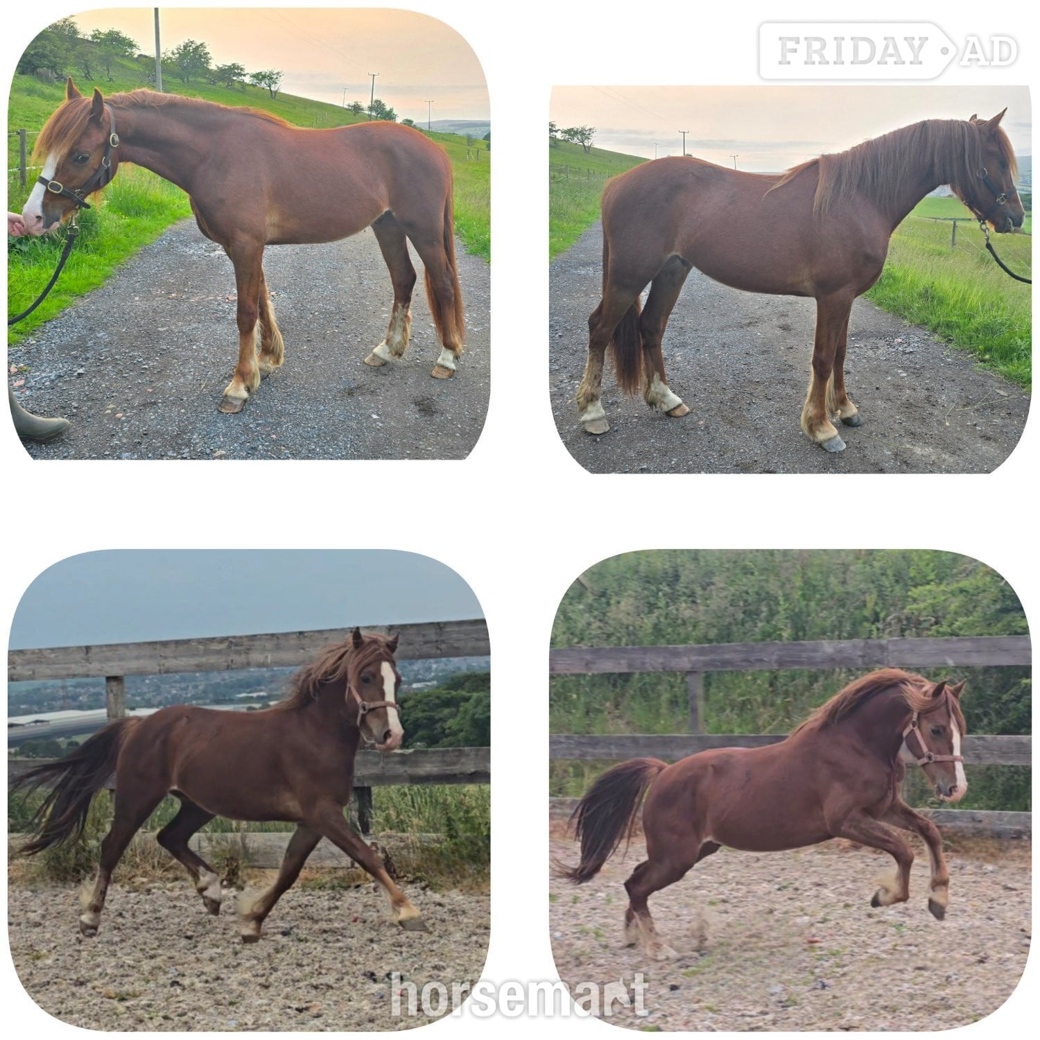 "Calypso" Chestnut Gelding Youngstock / Foal in Burnley